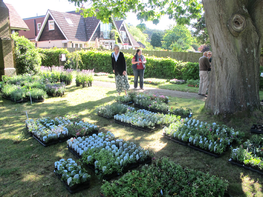 Displaying the plants